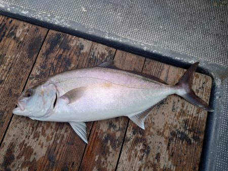 FISHING RISKY 釣果