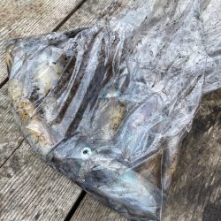 あみや渡船 釣果