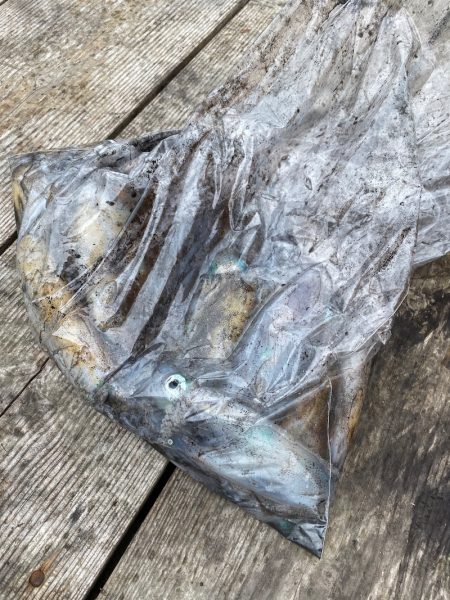 あみや渡船 釣果