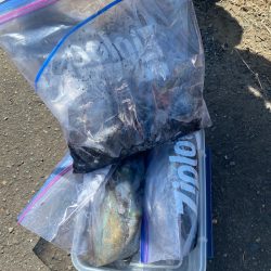 あみや渡船 釣果