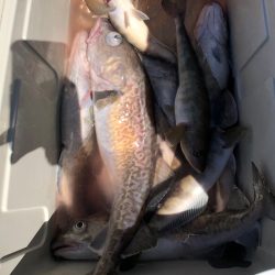 第二八坂丸 釣果