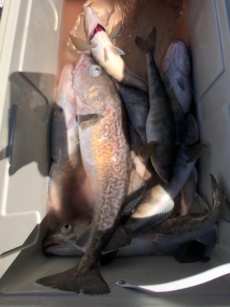 第二八坂丸 釣果