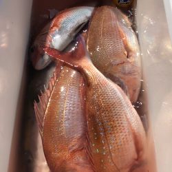 第二八坂丸 釣果