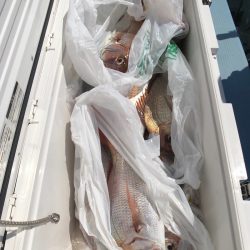 第二八坂丸 釣果