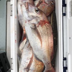 フィッシング キッタカ 釣果