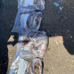 あみや渡船 釣果