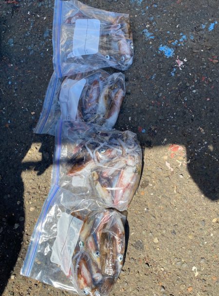 あみや渡船 釣果