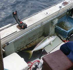 第二清洋丸 釣果