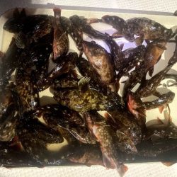 TOPGUN名古屋 釣果