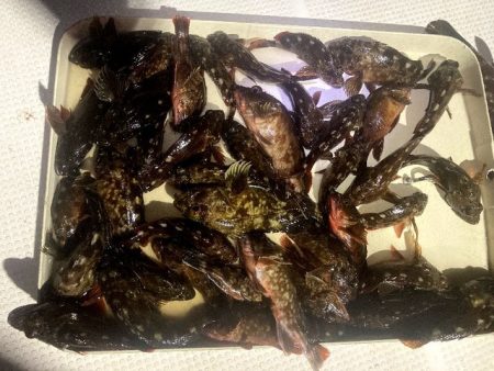 TOPGUN名古屋 釣果