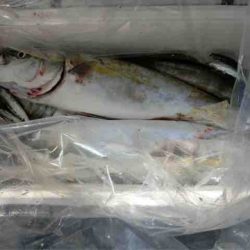 遊漁船 セトマリン 釣果