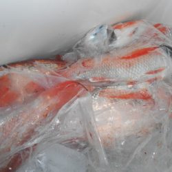 こうゆう丸 釣果