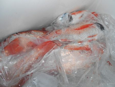 こうゆう丸 釣果