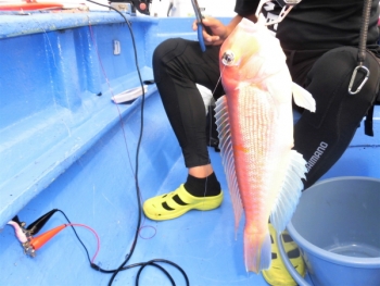 鯛紅丸 釣果