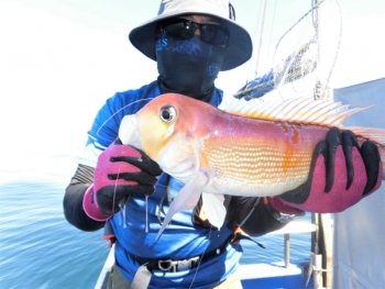 鯛紅丸 釣果