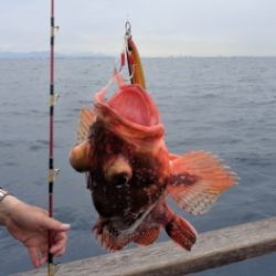 鯛紅丸 釣果