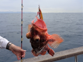 鯛紅丸 釣果