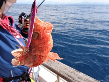 鯛紅丸 釣果