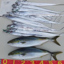 Hit Rush(ヒット ラッシュ） 釣果