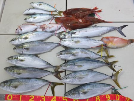 Hit Rush(ヒット ラッシュ） 釣果…