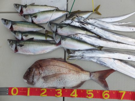 Hit Rush(ヒット ラッシュ） 釣果…