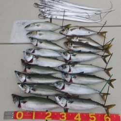 Hit Rush(ヒット ラッシュ) 釣果