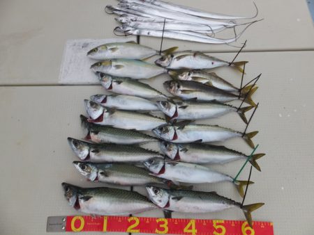 Hit Rush(ヒット ラッシュ） 釣果…