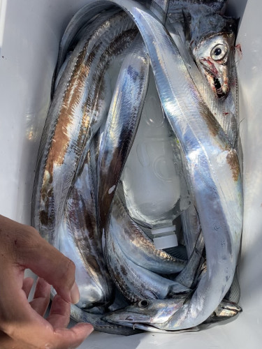 釣船 浦島太郎 釣果