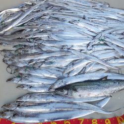 Hit Rush(ヒット ラッシュ) 釣果