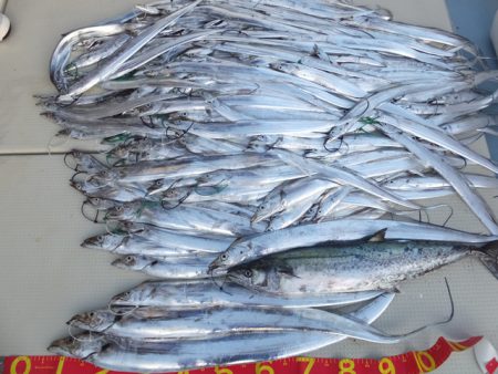 Hit Rush(ヒット ラッシュ） 釣果…