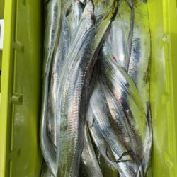 釣船 浦島太郎 釣果