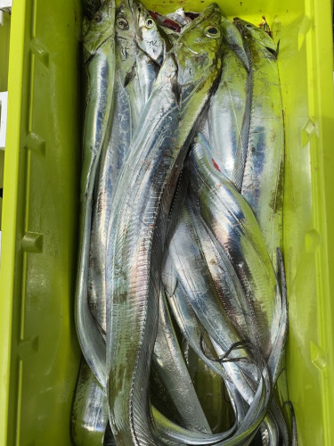 釣船 浦島太郎 釣果