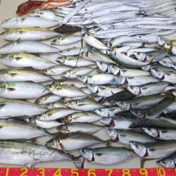 Hit Rush(ヒット ラッシュ) 釣果