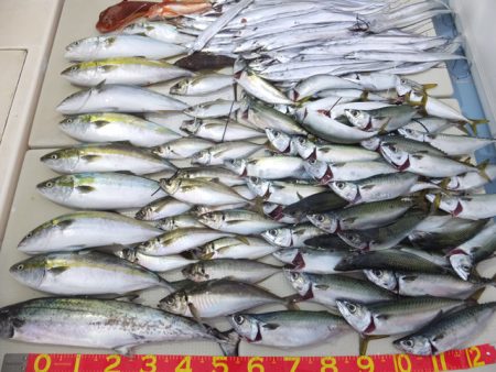 Hit Rush(ヒット ラッシュ） 釣果…