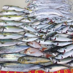 Hit Rush(ヒット ラッシュ) 釣果