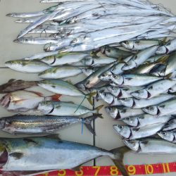 Hit Rush(ヒット ラッシュ) 釣果