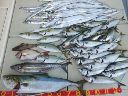 Hit Rush(ヒット ラッシュ） 釣果…