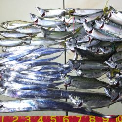 Hit Rush(ヒット ラッシュ) 釣果