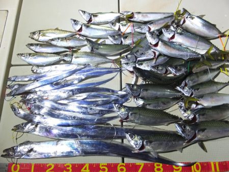 Hit Rush(ヒット ラッシュ） 釣果…