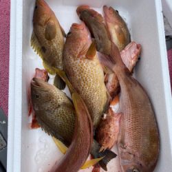 釣船 浦島太郎 釣果