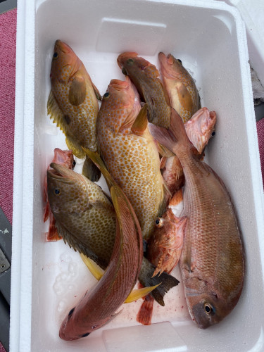 釣船 浦島太郎 釣果