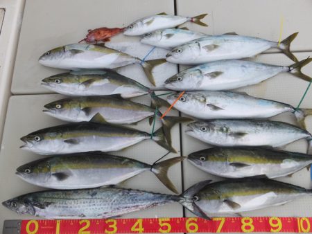 Hit Rush(ヒット ラッシュ） 釣果…