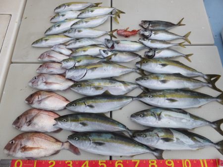 Hit Rush(ヒット ラッシュ) 釣果