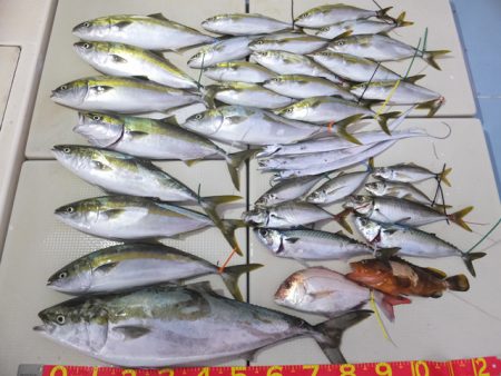 Hit Rush(ヒット ラッシュ） 釣果…