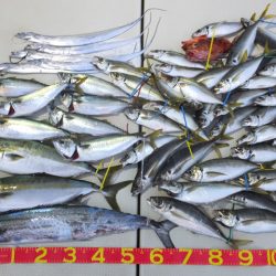 Hit Rush(ヒット ラッシュ) 釣果