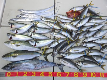 Hit Rush(ヒット ラッシュ） 釣果…