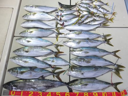 Hit Rush(ヒット ラッシュ） 釣果…