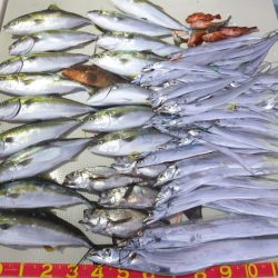 Hit Rush(ヒット ラッシュ) 釣果