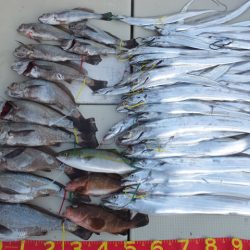 Hit Rush(ヒット ラッシュ) 釣果