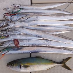 Hit Rush(ヒット ラッシュ) 釣果